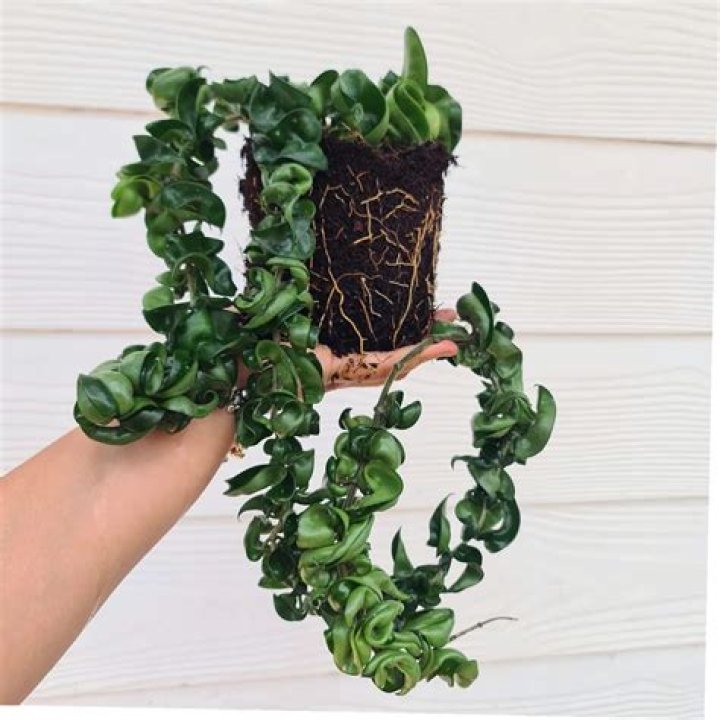 How do you repot a Hindu rope plant