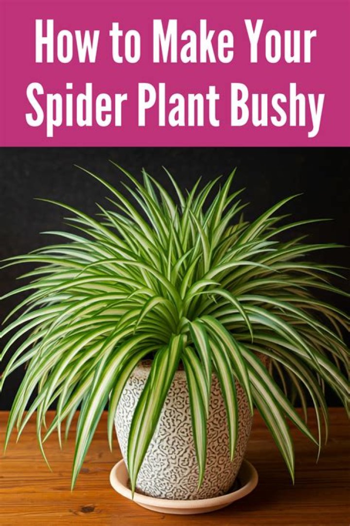 How do you split a spider plant