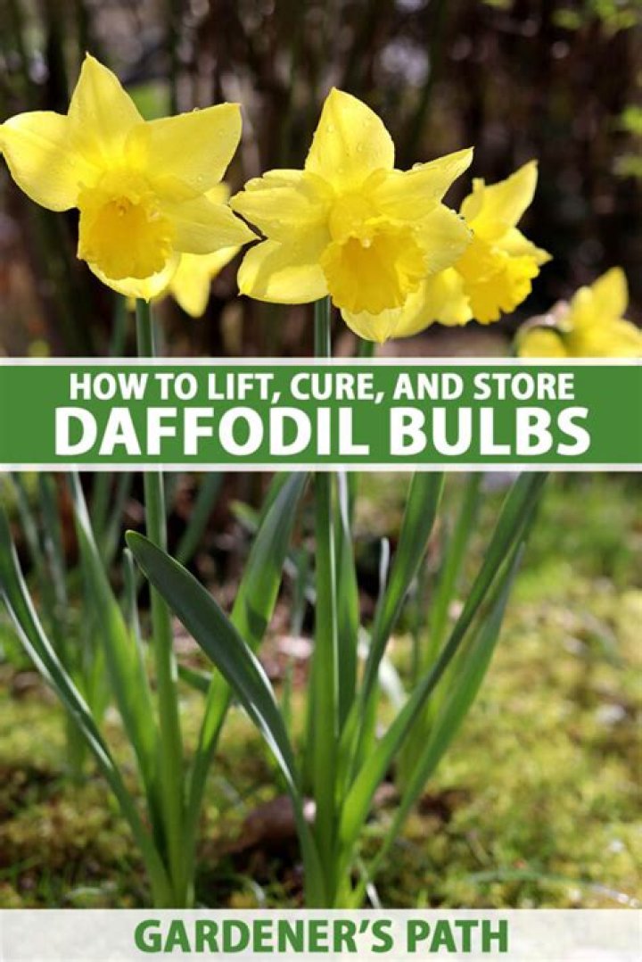 How do you store daffodil bulbs for the next year