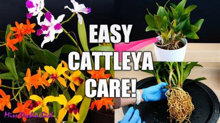 How do you take care of a Cattleya plant