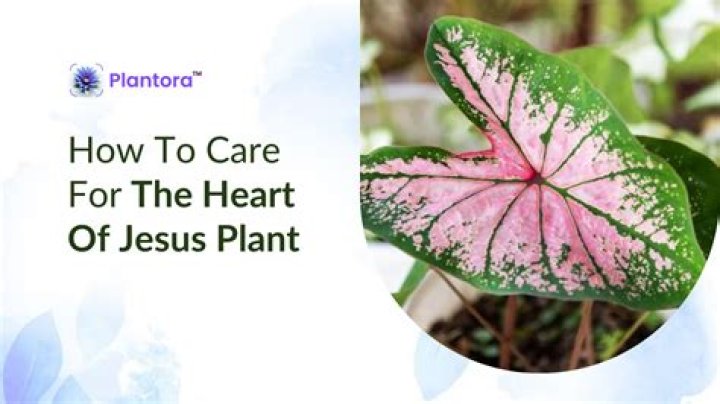 How do you take care of a Heart of Jesus plant