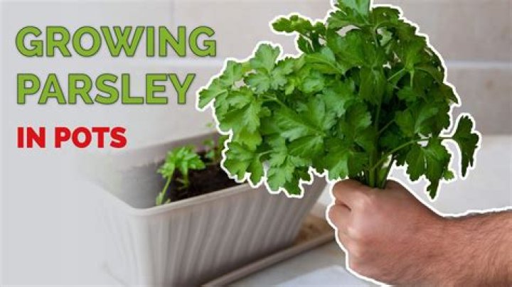 How do you take care of a parsley plant