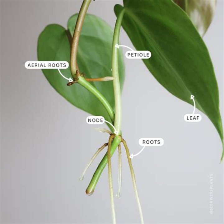 How do you take care of a philodendron heart leaf