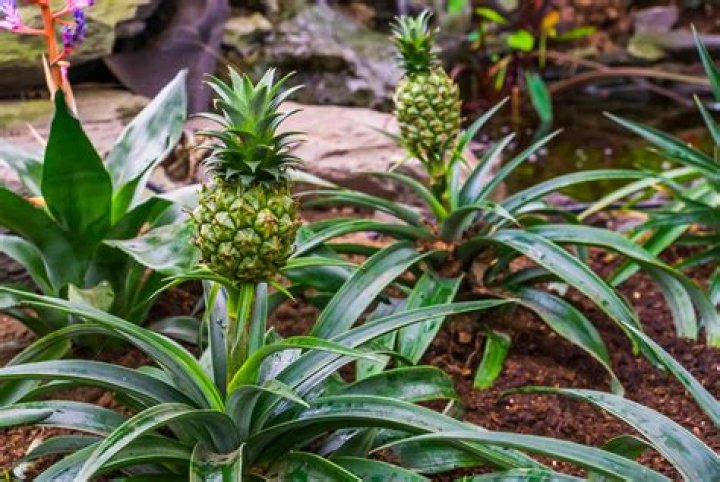 How do you take care of a pineapple plant in the winter