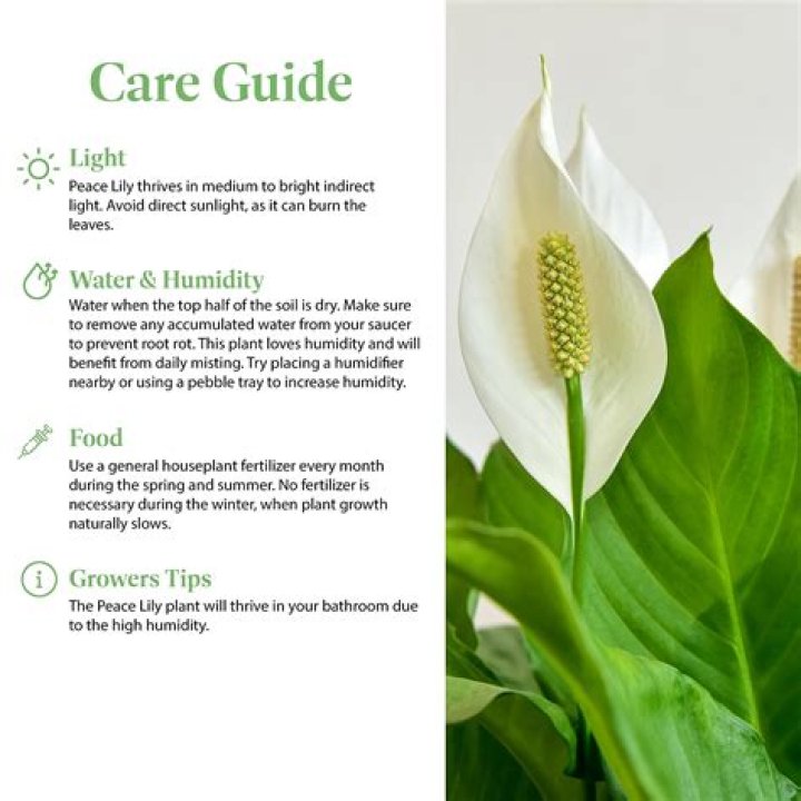 How do you take care of a Spathiphyllum Peace lily