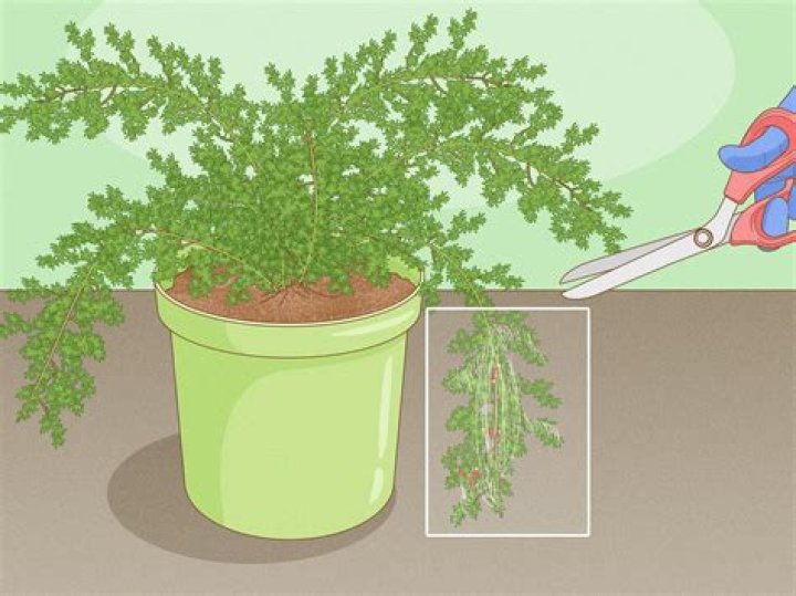 How do you take care of asparagus plants