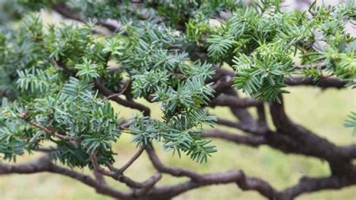 How do you take care of Japanese yew