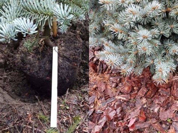 How do you transplant a blue spruce