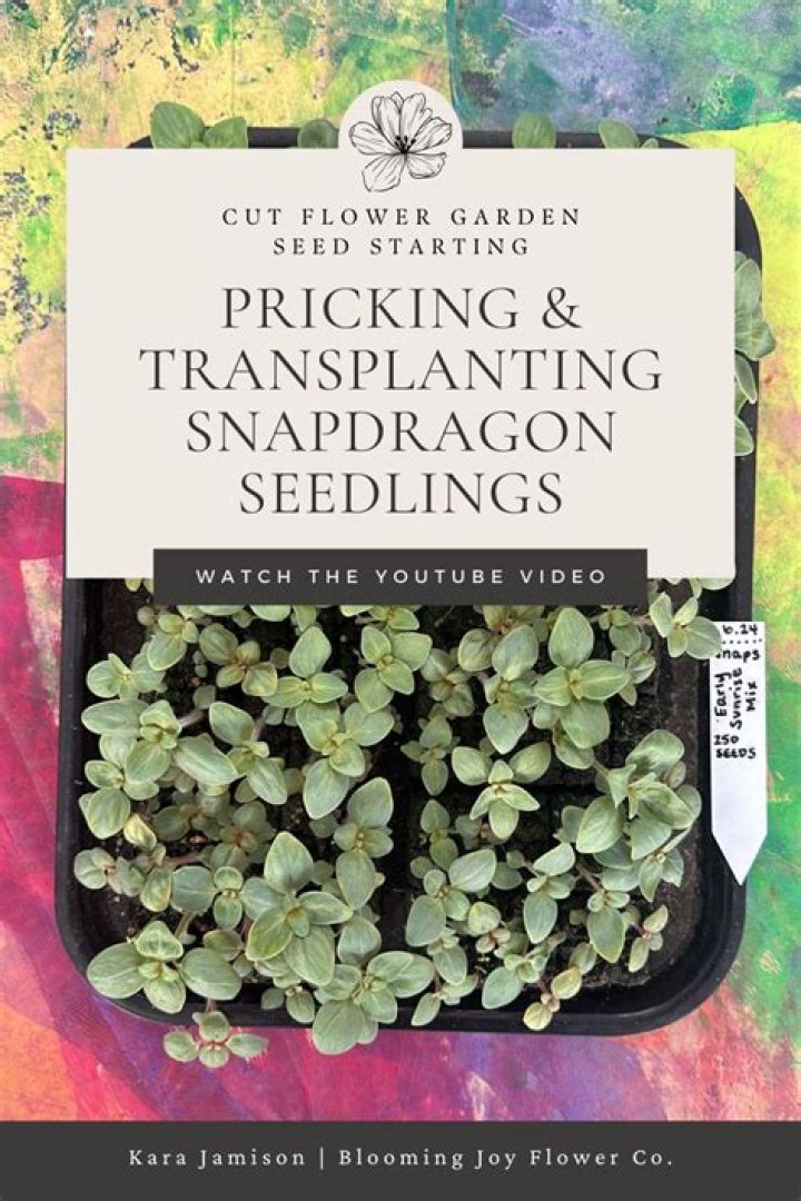 How do you transplant Snapdragon seedlings