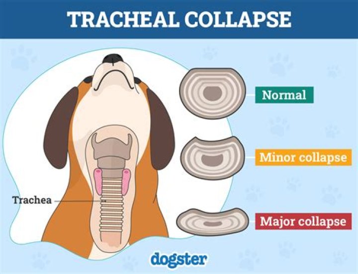 How do you treat a collapsed trachea in a dog