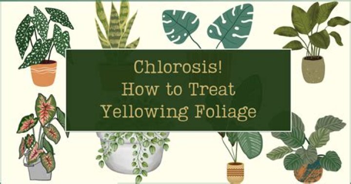 How do you treat plant chlorosis