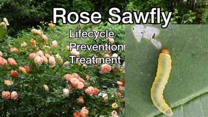 How do you treat sawfly on roses