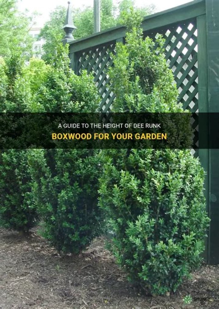 How do you trim a Dee Runk boxwood