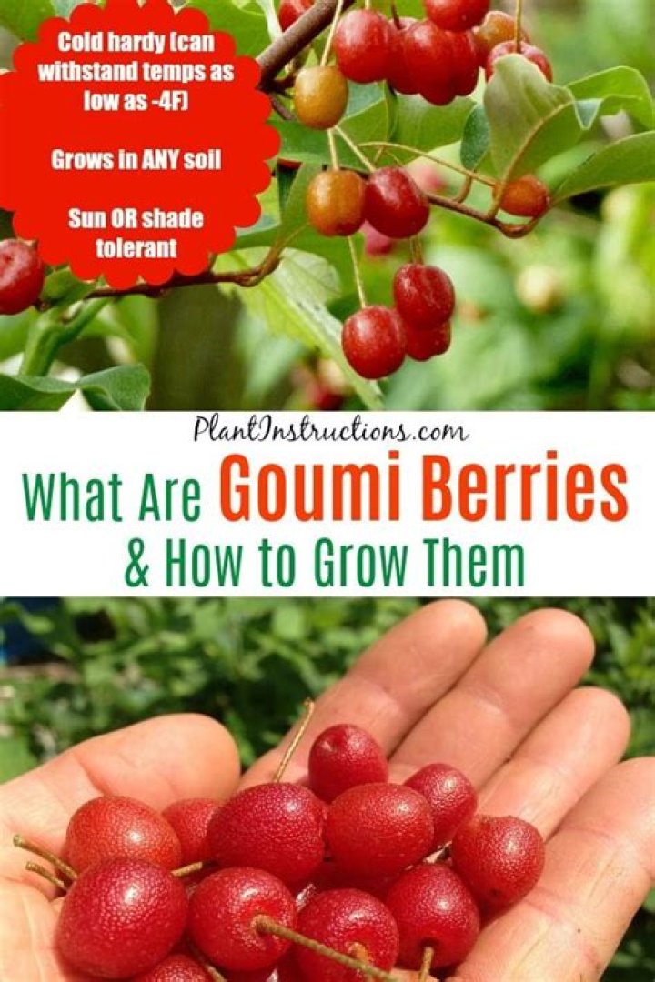 How do you use Goumi berries
