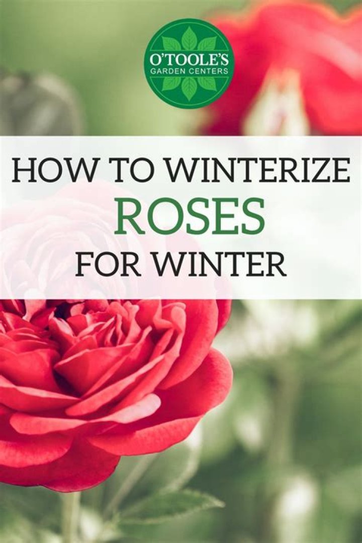 How do you winterize roses in Zone 5