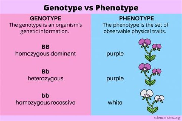 How do you write genotype and phenotype