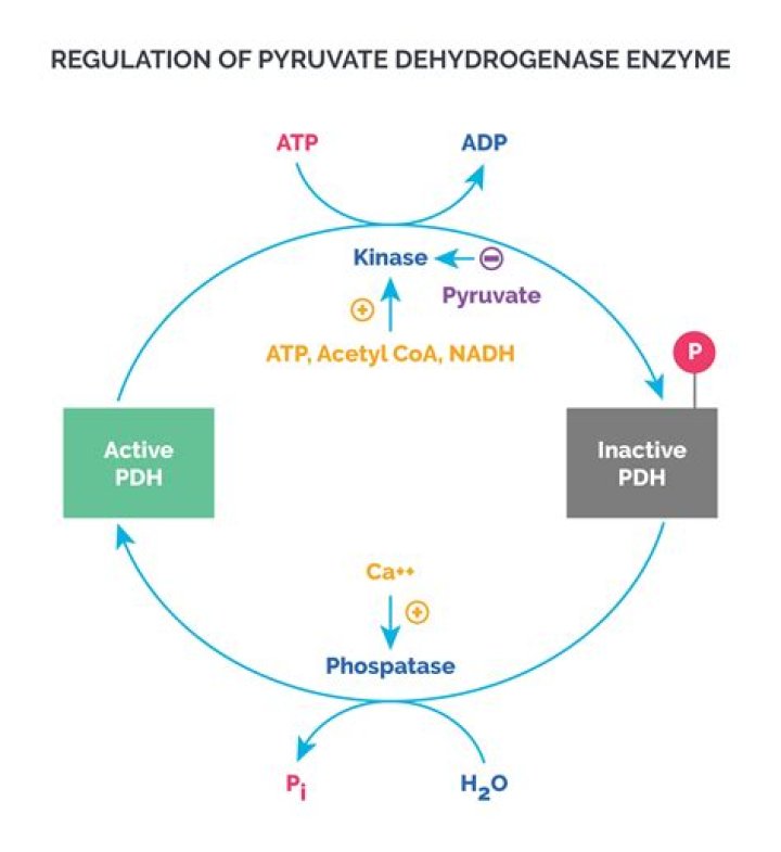 How does ATP affect pyruvate dehydrogenase