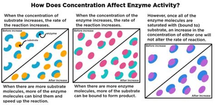 How does concentration affect enzyme activity