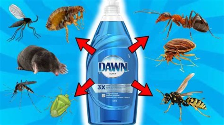 How does Dawn dish soap kill box elder bugs