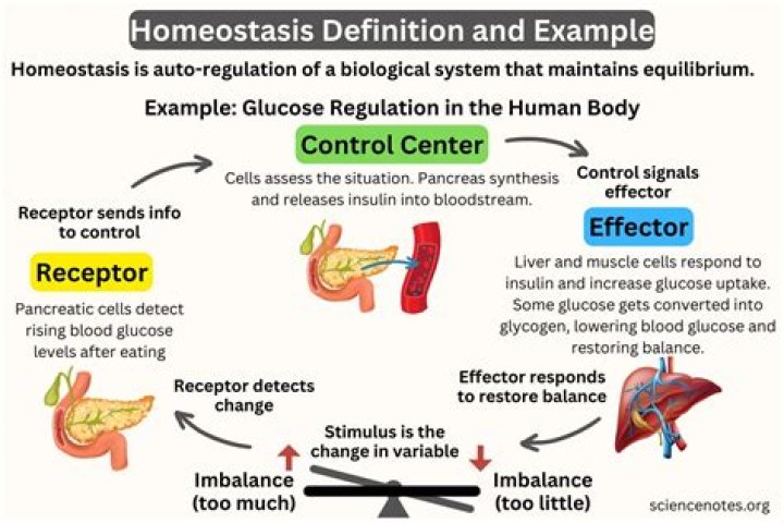 How does homeostasis maintain water balance