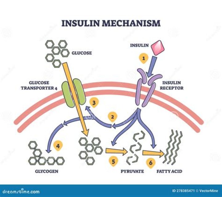 How does insulin regulate metabolism