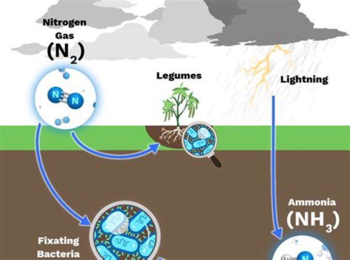 How does lightning fix nitrogen in the atmosphere