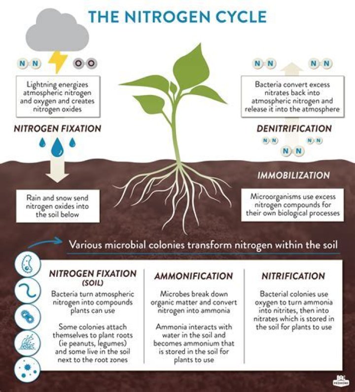 How does nitrogen affect plant growth