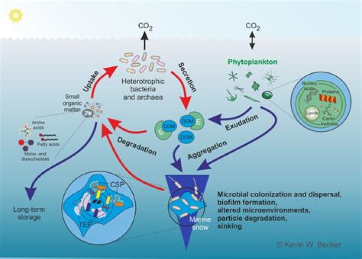 How does plate tectonics help regulate climate and the carbon cycle