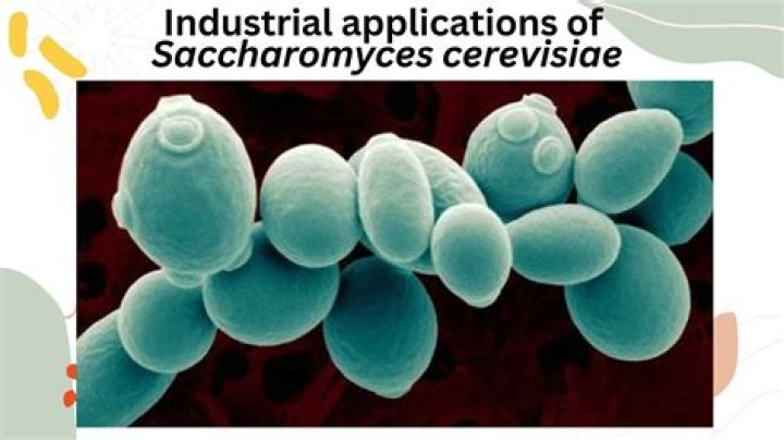 How does Saccharomyces cerevisiae grow
