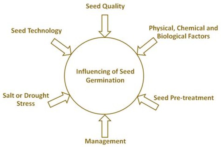 How does soaking seeds affect germination