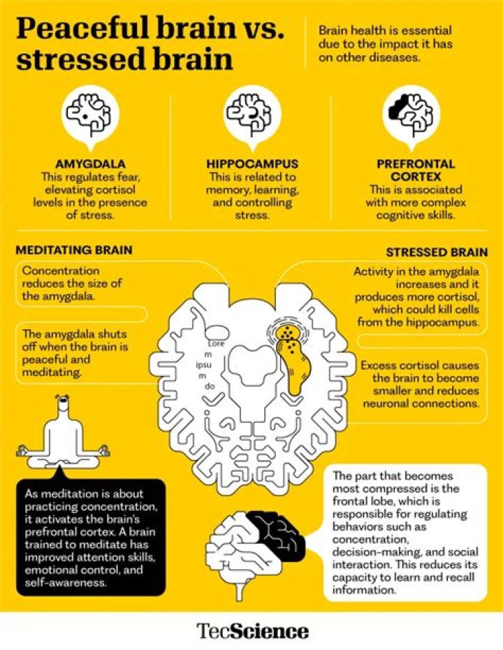 How does stress affect the hippocampus