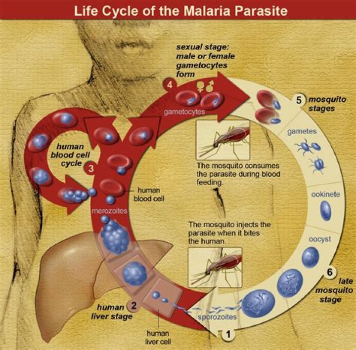 How does the malaria parasite work