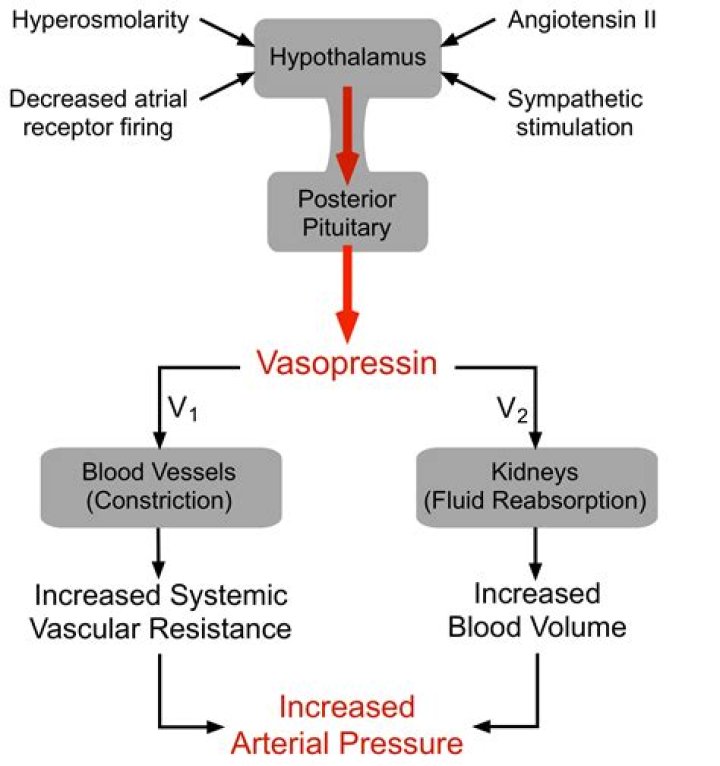 How does vasopressin decreased portal pressure