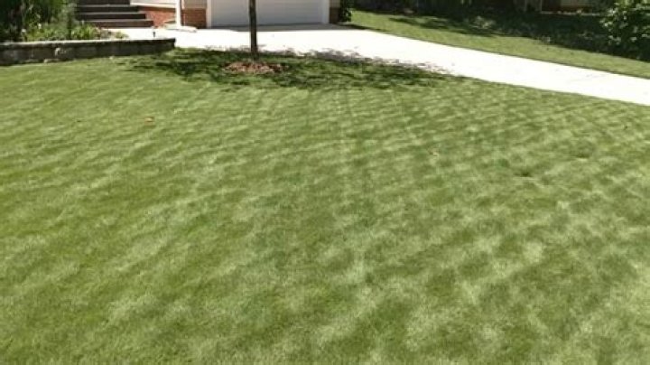 How does Zoysia grass do in shade