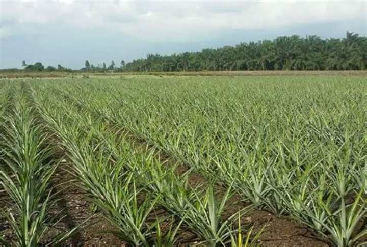 How far apart should pineapples be planted