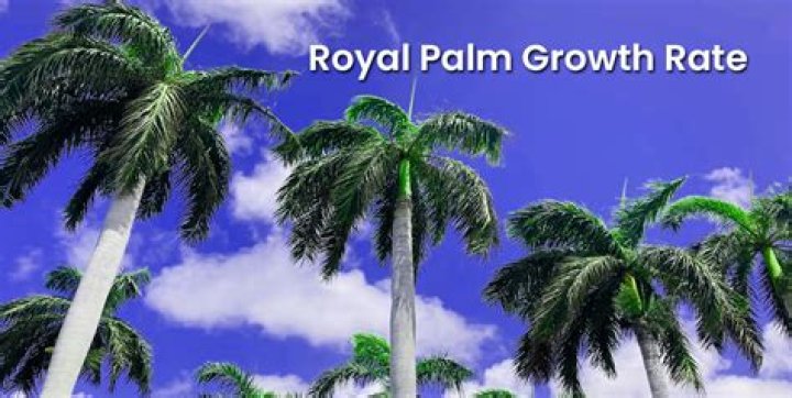 How far north do royal palms grow