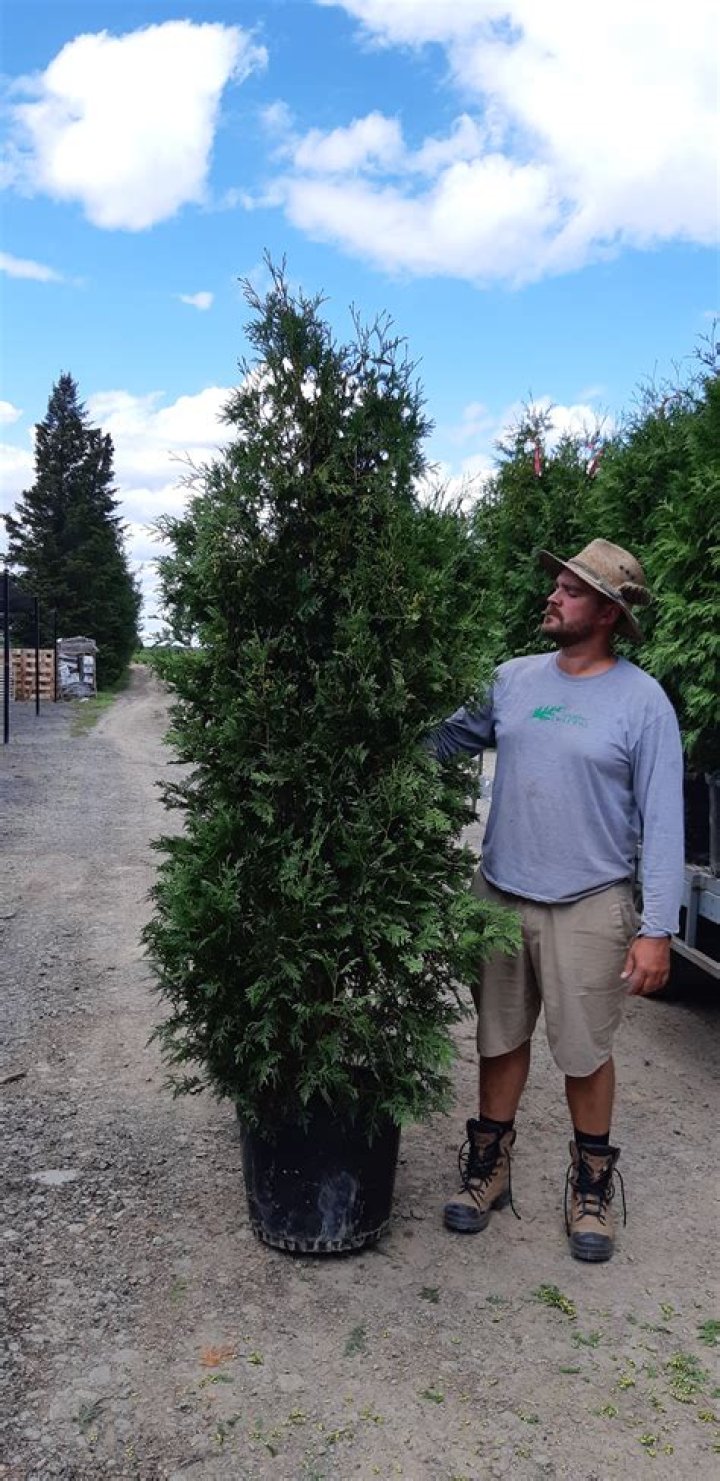 How fast do black cedars grow