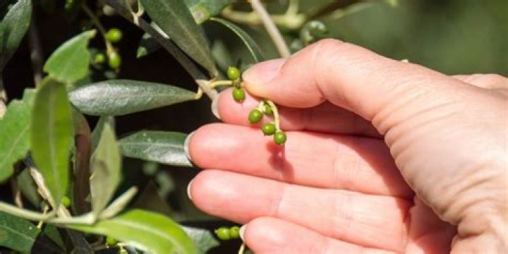 How fast do Russian olives grow