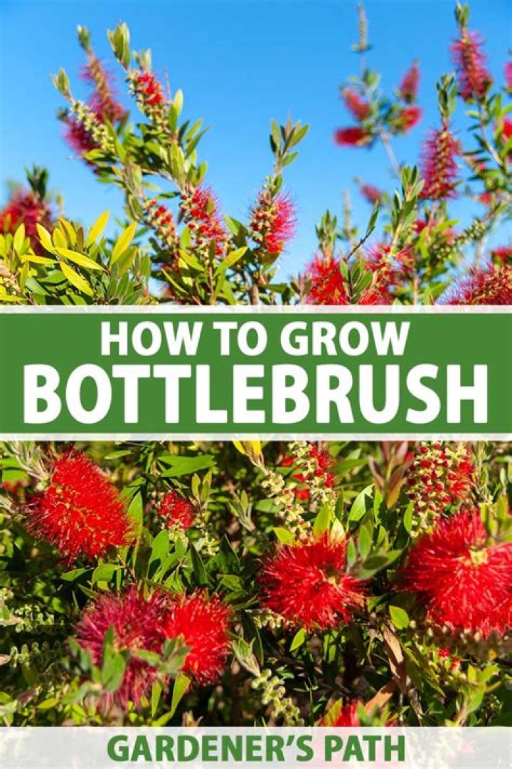How fast does a bottle brush tree grow