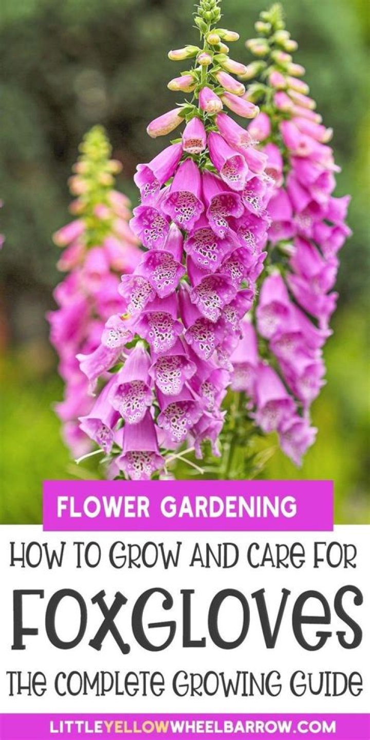 How fast does a foxglove tree grow