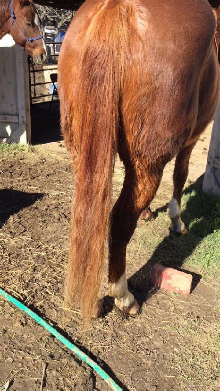 How fast does a horses tail grow