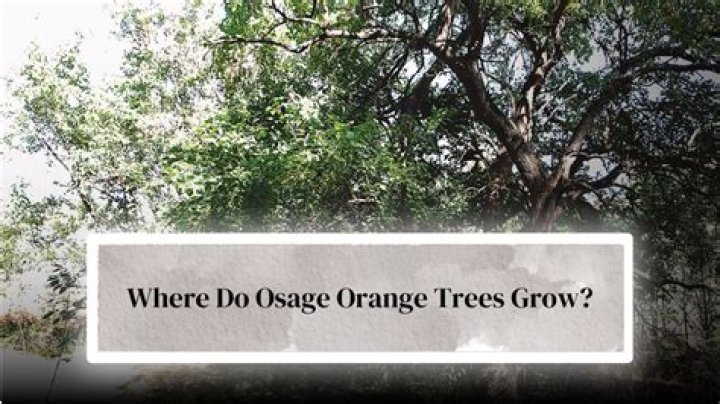 How fast does an Osage orange tree grow