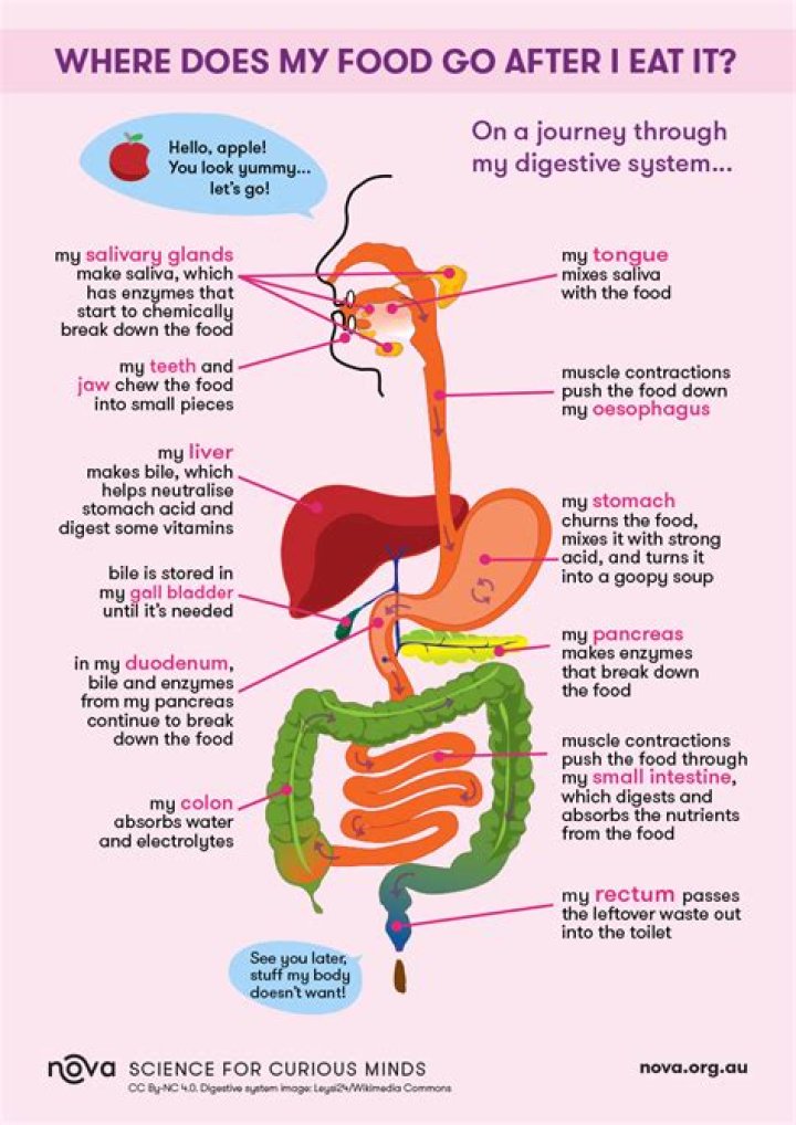 How food moves through the small intestine