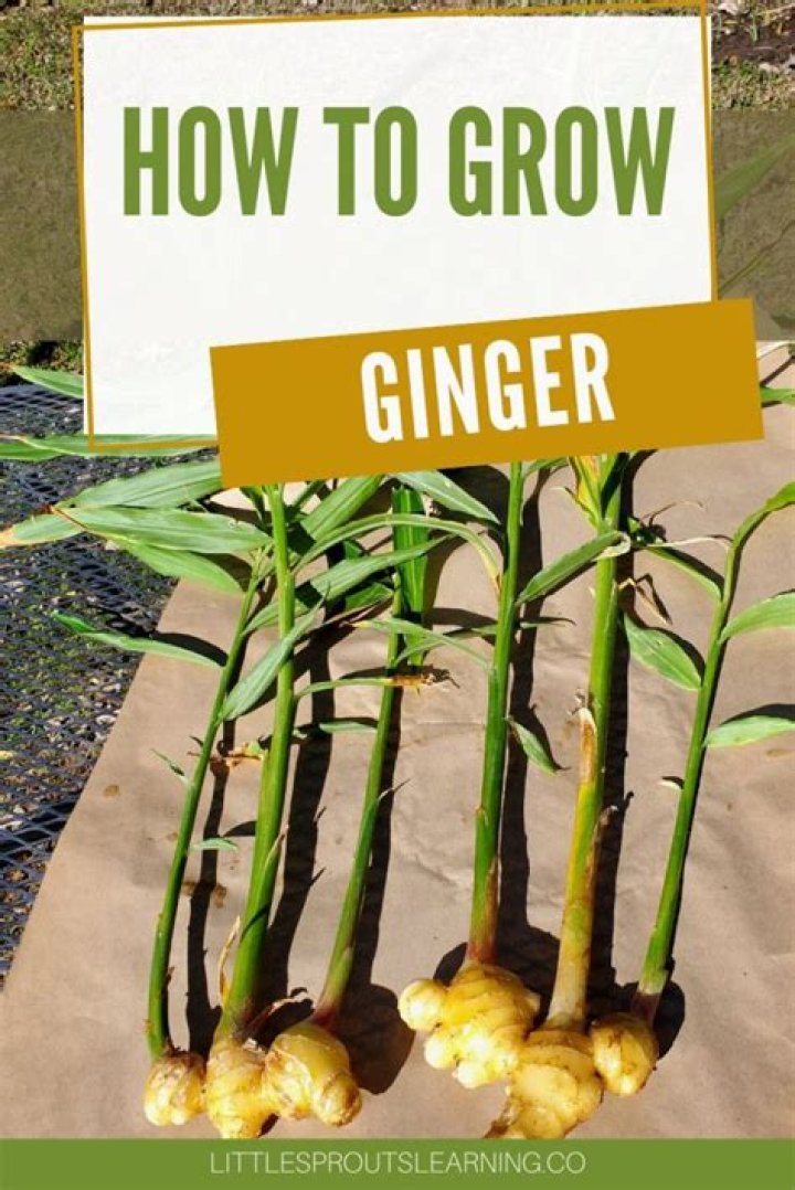 How Ginger is cultivated