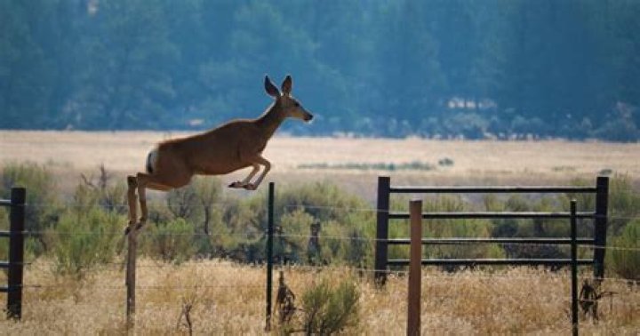 How high can a deer jump over a fence