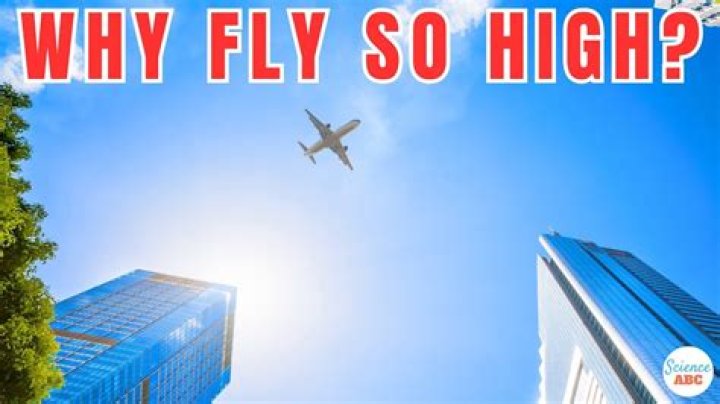 How high can a flamingo fly