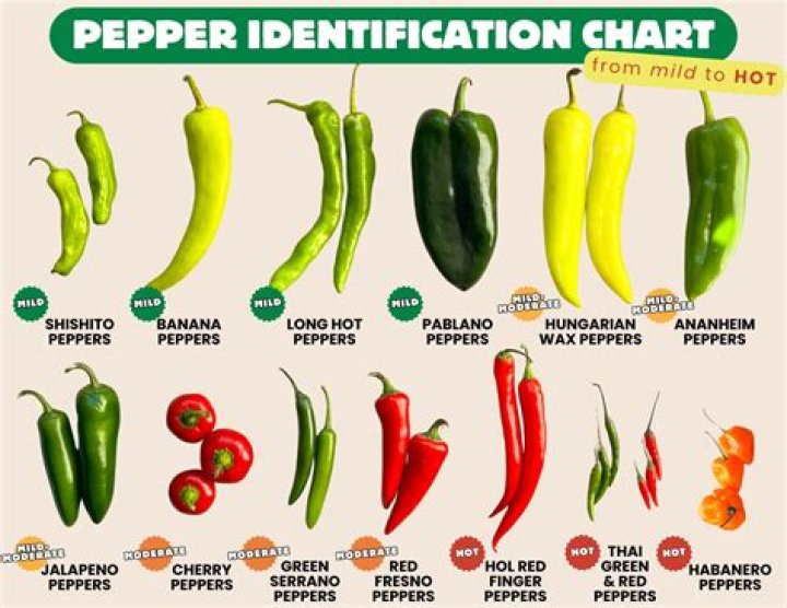 How hot are Apache Chilli Peppers