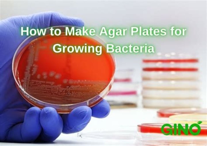 How is an agar plate made