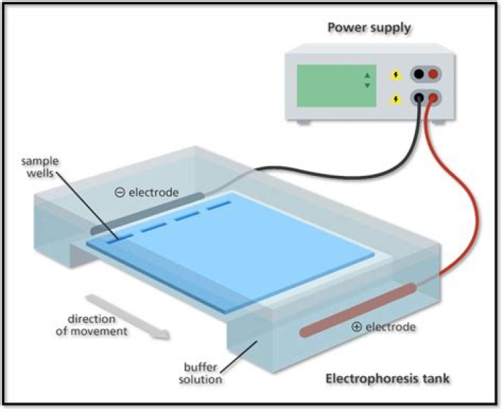 How is gel electrophoresis used in DNA fingerprinting