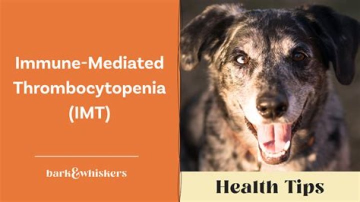 How is immune mediated thrombocytopenia treated in dogs
